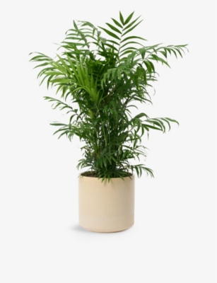 PATCH PLANTS: Sharon the Parlour Palm plant in ceramic pot 70-80cm