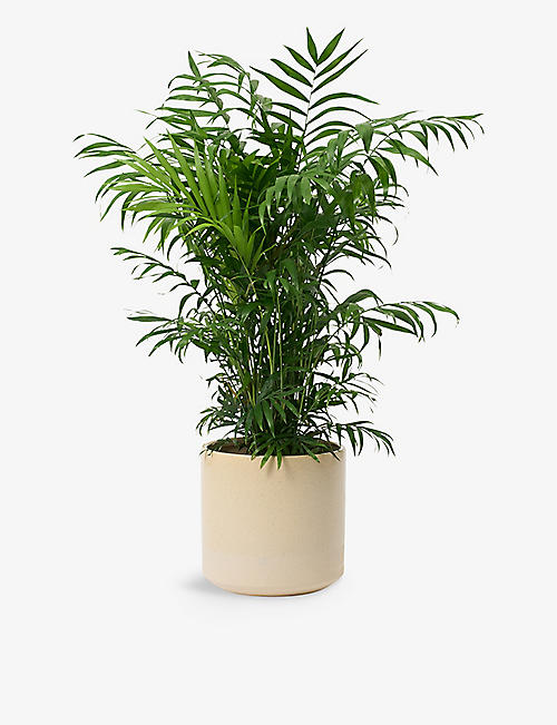 PATCH PLANTS: Sharon the Parlour Palm plant in ceramic pot 70-80cm