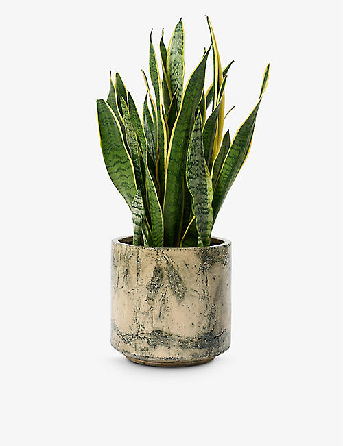 PATCH PLANTS: Susie the snake plant in pot 70-80cm