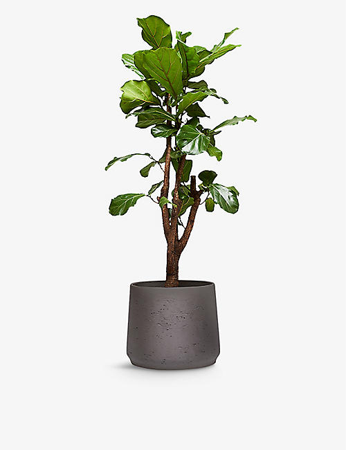 PATCH PLANTS: Fidel the fiddle-leaf fig tree in clay pot 150-160cm