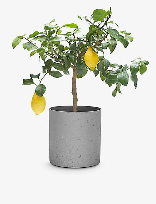 PATCH PLANTS: Vivi the lemon tree in fibrestone pot 60-70cm