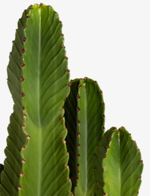 PATCH PLANTS: Ian the Euphorbia plant in clay pot 80-90cm