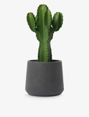 PATCH PLANTS: Ian the Euphorbia plant in clay pot 80-90cm