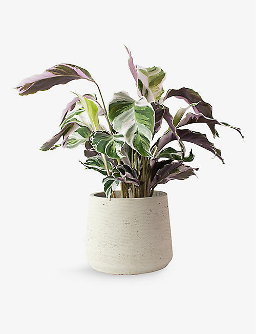 PATCH PLANTS: Isha the Calathea Fusion White plant in clay pot 40-50cm