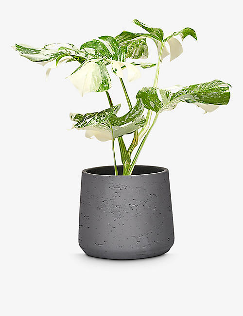 PATCH PLANTS: Ziggy the Variegated Monstera plant in clay pot 40-50cm