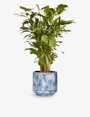 PATCH PLANTS: Dorothy the Fishtail Palm in decorative pot 100-110cm