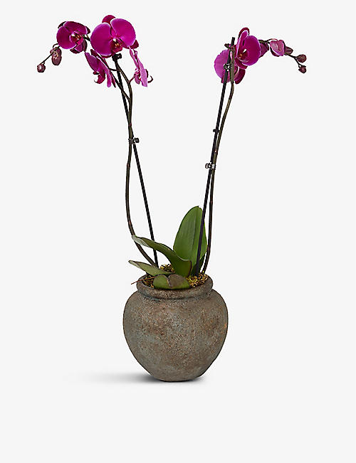 MOYSES STEVENS: Pink orchid 17cm
