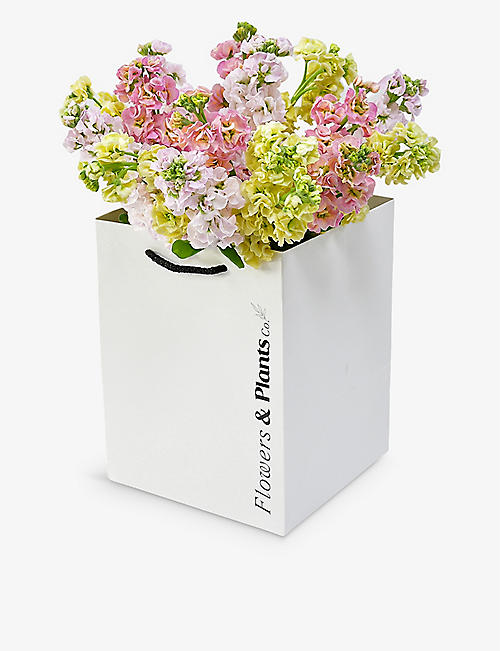FLOWERS & PLANTS CO.: Mixed scented stocks fresh-flower bouquet