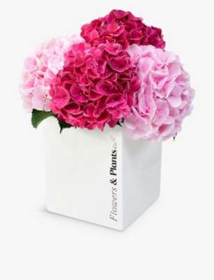 FLOWERS & PLANTS CO.: Cerise and pink hydrangea fresh-flower bouquet