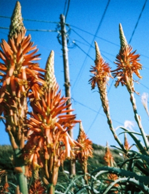 LOMOGRAPHY: LomoChrome Colour ’92 35mm ISO 400 Film