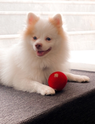 ST PIA: Polka-Dot Dog And Cat Ball