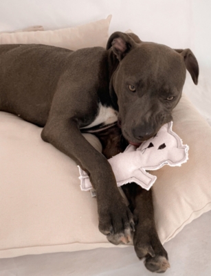 ST PIA: Robear Cotton Dog and Cat Toy