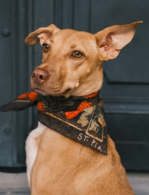 St Pia Womens  Berry Bff Large Cotton Pet And Human Bandana