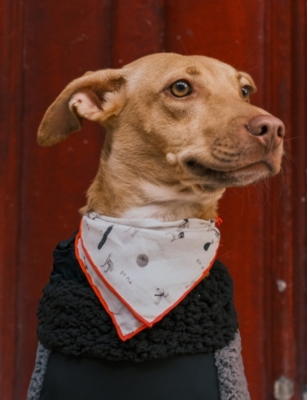 St Pia Womens Gazette Small Cotton Pet And Human Bandana