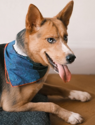 St Pia Womens Party Small Cotton Pet And Human Bandana