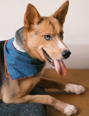 ST PIA: Party Large Cotton Pet And Human Bandana