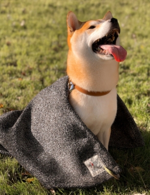ST PIA: Terra Small Cotton-Blend Pet Blanket
