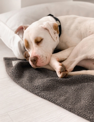ST PIA: Terra Large Cotton-Blend Pet Blanket